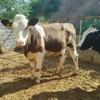 گاو /گوساله/ دو راس تلیسه سیمینتال پای کل