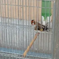 سهره نر