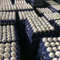 پخش تخم مرغ مارکدار زیرقیمت همه جا حتی ۱کارتن