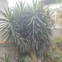 گل یوکا بزرگ و حجیم