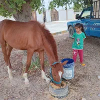 اسب یک سر وارداتی