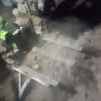 کار با تیلر برای علف زنی آفتابگردان