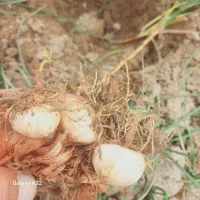 پیاز زعفران ۱۴۰۵