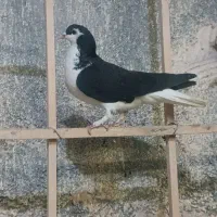 کفتر ساده سیاه ماده