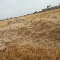 کاه گلرنگ نرم تازه درو شده