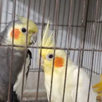 عروس هلندی
