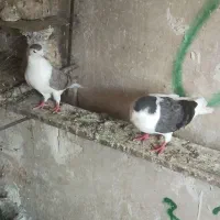 تهرانی ولوتی