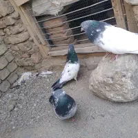 سه تا نر کله دم سبز
