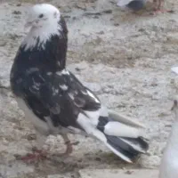 کفتر سرور