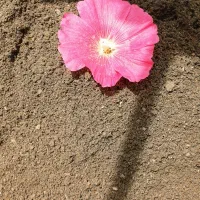 کودبیولوژیکی کمپوست روژان