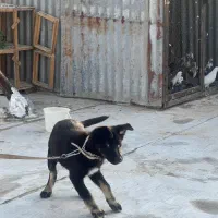 توله سگ ژرمن