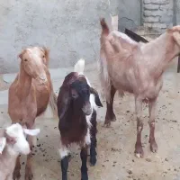 بز بزغاله نر چشتور