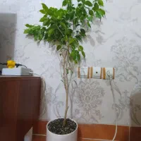 درختچه بنجامین درختچه یوکادرختچه تنه دار یوکا پتوس