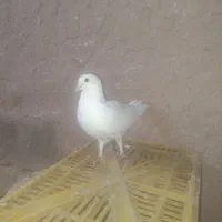کفتر18عدد