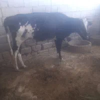 گاو|حیوانات مزرعه|کرمان, |دیوار