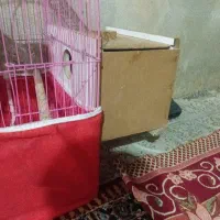 عروس هلندی