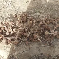 پیاز‌زعفران‌تربت‌