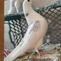چند جفت کفتر هم جنس هم پرش
