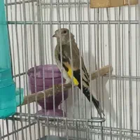 جوجه سهره دورگ آنتیک قرص بخون