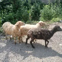 گوسفند
