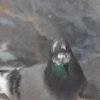 شازده سبز شب گیری