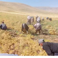 یک هکتار دسکنه نخود تمیز بدون گیاه بصورت کنترات