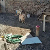 سگ باهوش