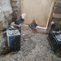 کبوتر شازده