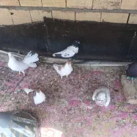 کفتر ابلغ افغانی ساده