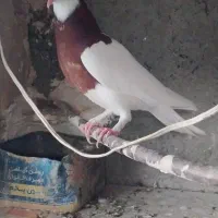 یک جفت طوقی جانانه با تک جوجه