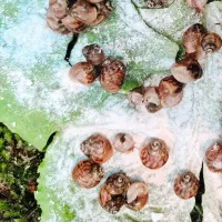 حلزون مارژیناتا دونه۹۰تومن