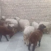 ۱۰۰۰