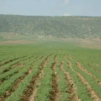 سرکارگر زمین های کشاورزی حاتمی هستم