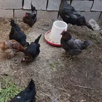 مرغ بومی