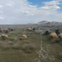چند راس گوسفند