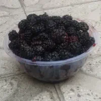 شاه توت محلی