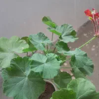 فرش گل شمدانی در سراوان