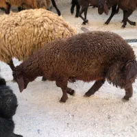 معاوضه دارم