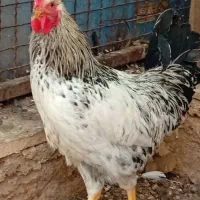 خروس خانگی