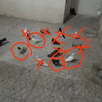 کفتر سر جوزی سبز تهرانی
