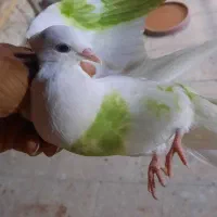 کبوتر پرشی