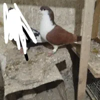 هودی پاکستانی سرخ دم سفیدکله سرخ