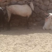 چپیش آلپاین وارداتی