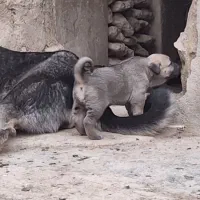 توله ماده پژدر
