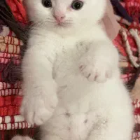 گربه اسکاتیش دبل فولد