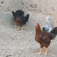 خروس|حیوانات مزرعه|تیران, |دیوار