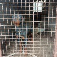 واگذاری سگ نگهبان سفت روت وایلر