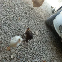 جوجه برهما