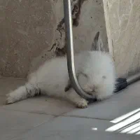 خرگوش لپی