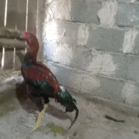 دو تا خروس لاری